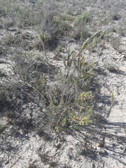 Struthiola argentea