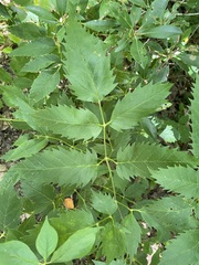 Ligusticum canadense