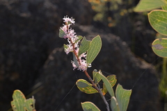 Hakea neurophylla