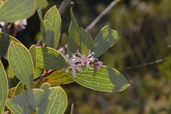 Hakea neurophylla