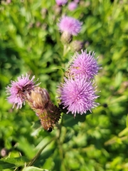 Cirsium arvense