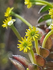 Struthiola argentea