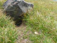 Marmota marmota