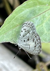 Acytolepis puspa