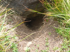 Marmota marmota