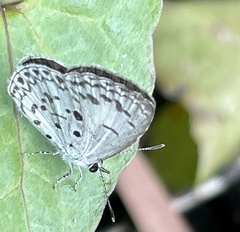 Acytolepis puspa
