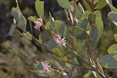 Hakea neurophylla
