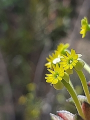 Struthiola argentea