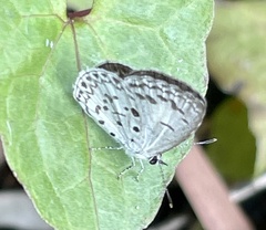 Acytolepis puspa