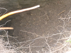 Marmota marmota
