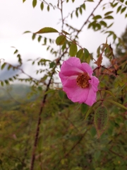 Rosa macrophylla