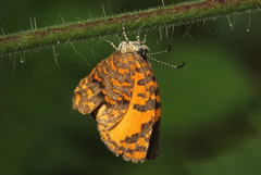 Baliochila barnesi