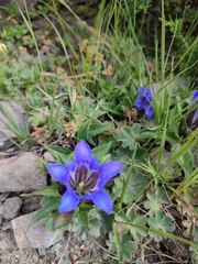 Gentiana scabra