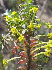 Struthiola argentea