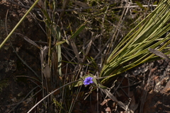 Dampiera lindleyi