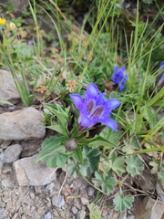 Gentiana scabra