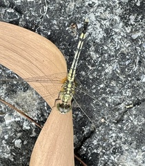 Diplacodes trivialis