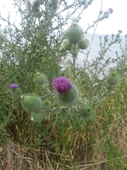 Cirsium