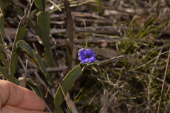 Dampiera lindleyi