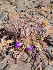 Acanthopsis hoffmannseggiana