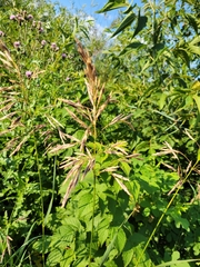 Bromus inermis