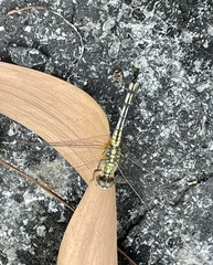 Diplacodes trivialis