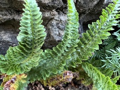 Polystichum lemmonii