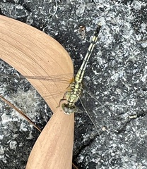 Diplacodes trivialis