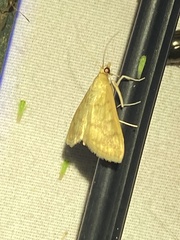 Helvibotys helvialis