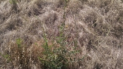 Asteraceae