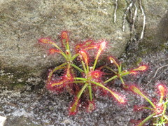 Drosera glabripes
