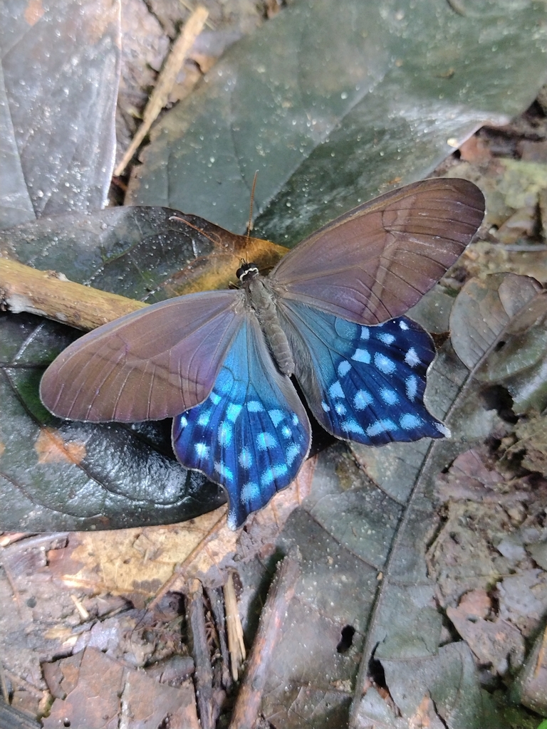 Pierella hyalinus