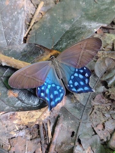 Pierella hyalinus
