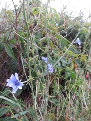 Cichorium intybus