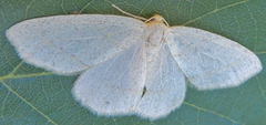 Lambdina vitraria