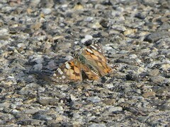 Vanessa cardui