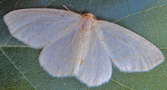 Lambdina vitraria