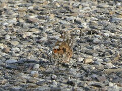 Vanessa cardui