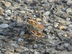 Vanessa cardui