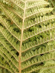 Dryopteris barbigera