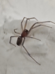 Steatoda