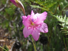 Gladiolus ornatus