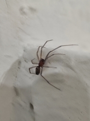 Steatoda