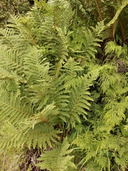 Dryopteris barbigera