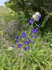 Delphinium