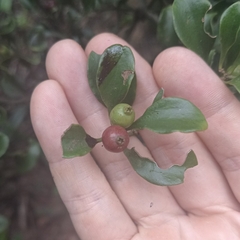 Dendrotrophe varians