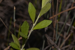 Dampiera linearis