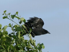 Corvus corone
