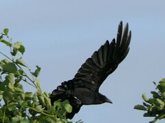 Corvus corone