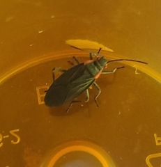 Jadera haematoloma